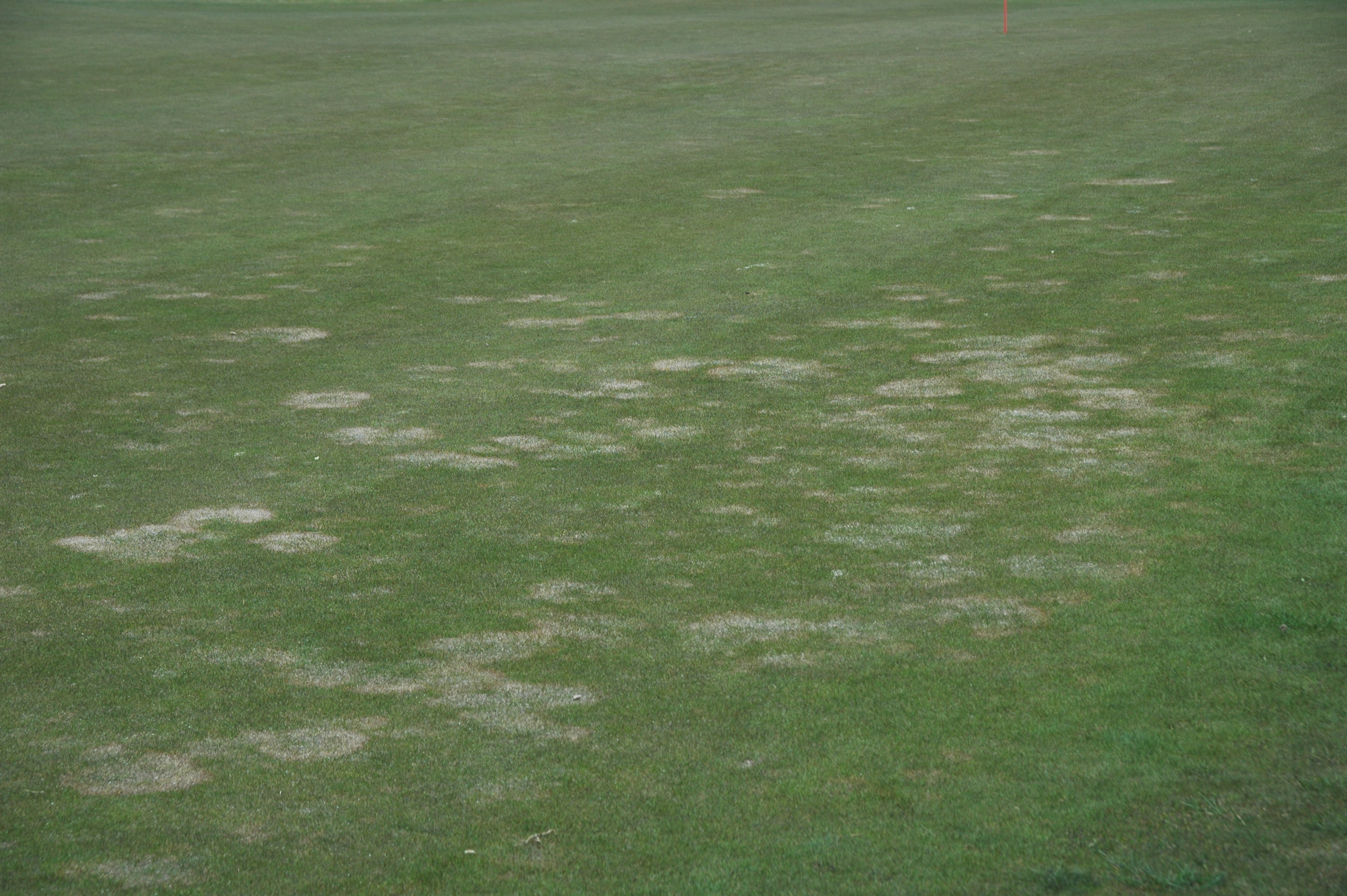 Herfst nadert: kans op fusarium neemt toe