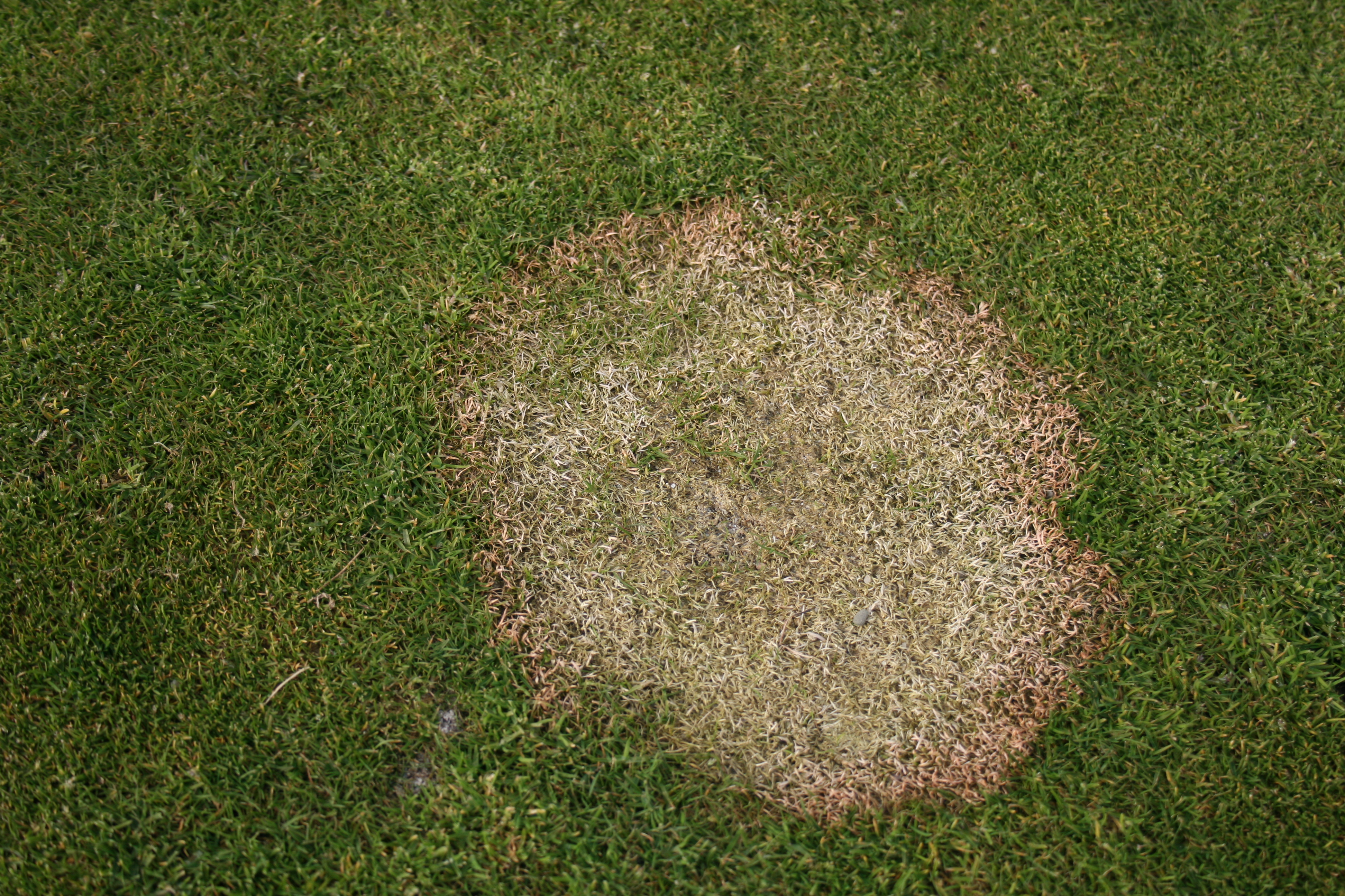 Natuurgras in de winter: zo houd je het veld gezond