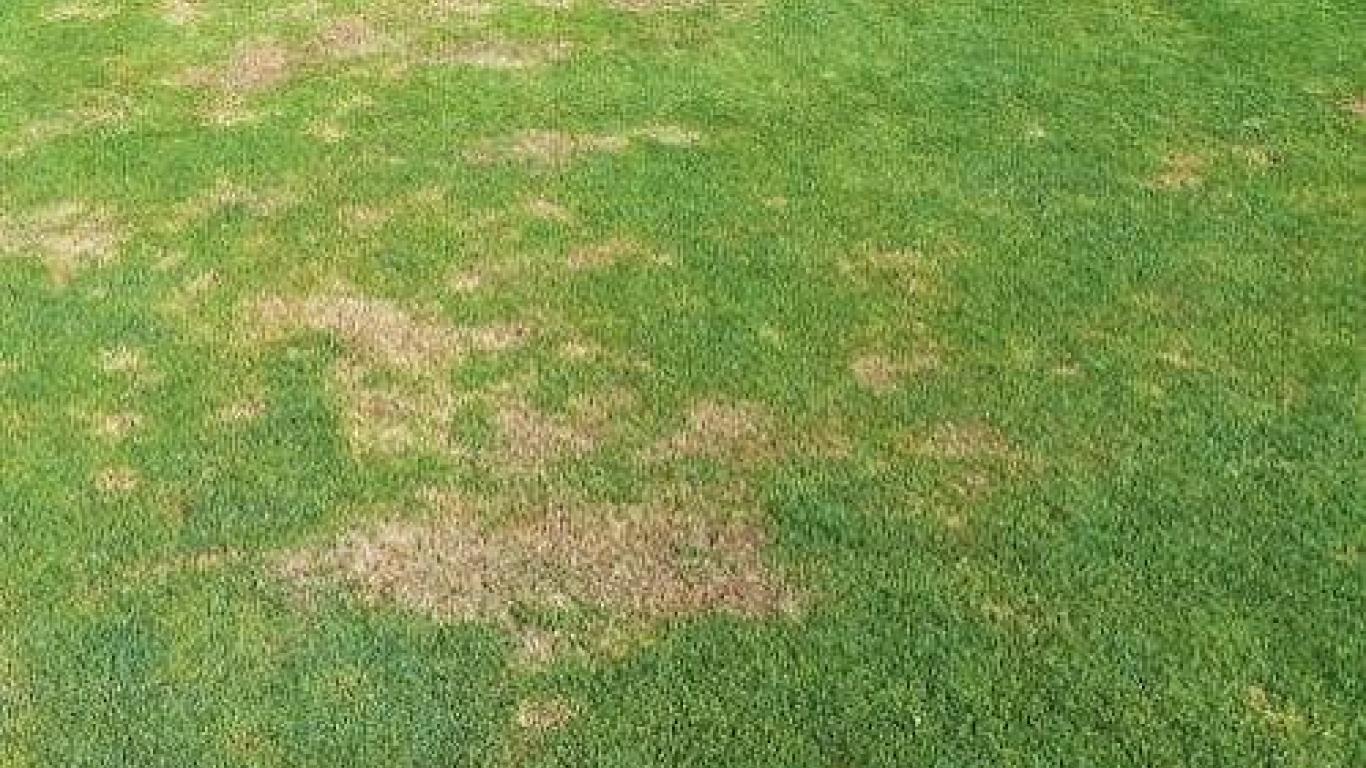 Dry spots op de velden: herkennen, voorkomen en effectief aanpakken